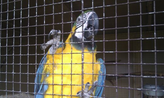 Eksotisko putnu mini zoodārzā Vidzemē